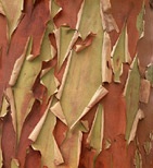 Arbutus